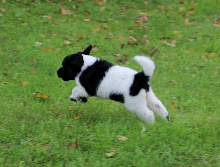 Prachtige Panda Labradoodle teef pup van bijna 9 weken
