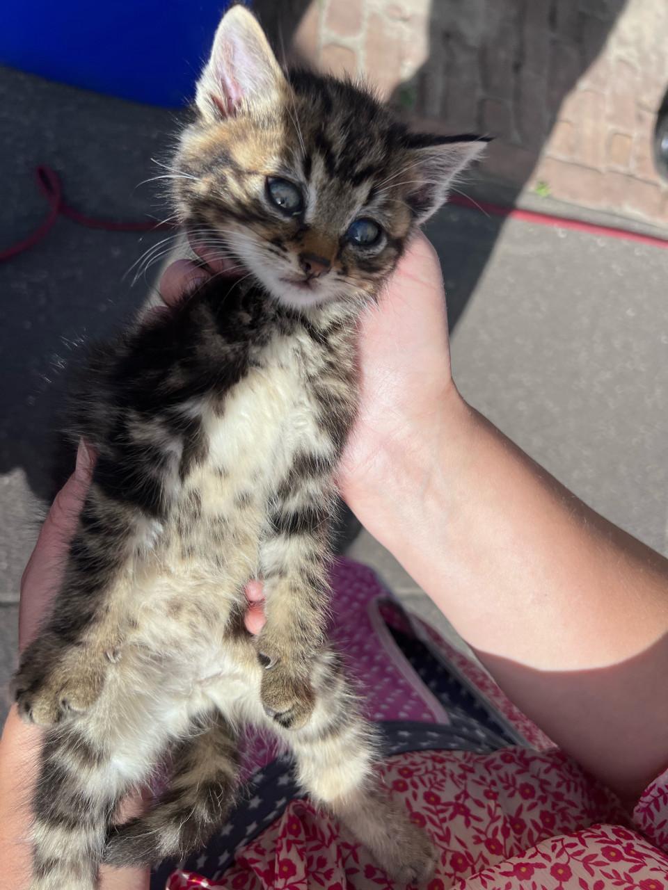 Relaxte kittens te koop