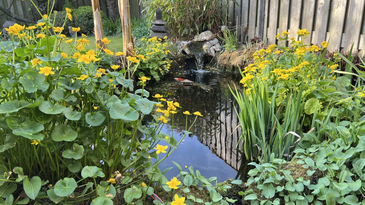 GRATIS, Grote Waterlelie Wit,  gele dotterbloem