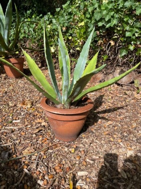 Prachtige agaves in terracotta pot