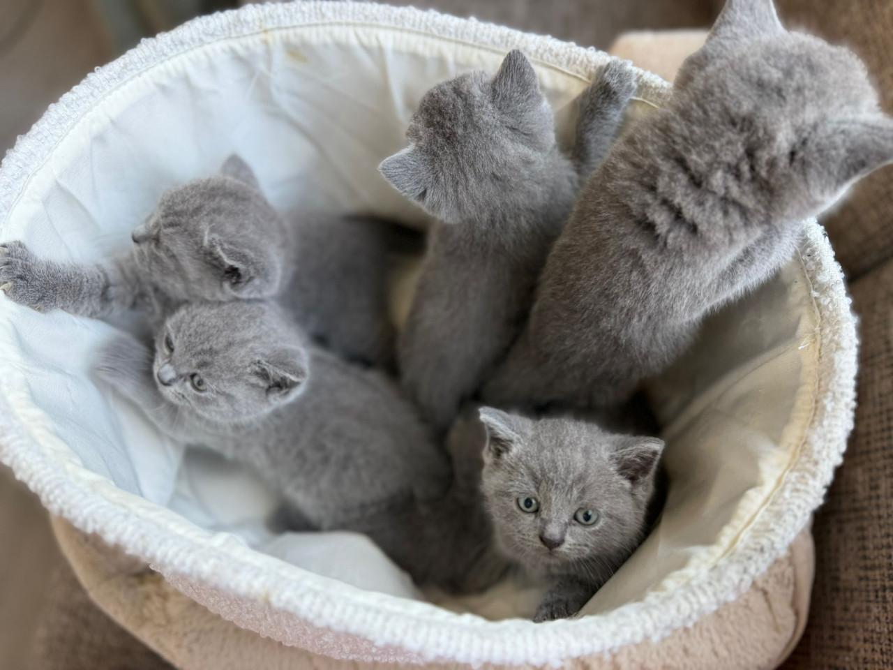 Kitten