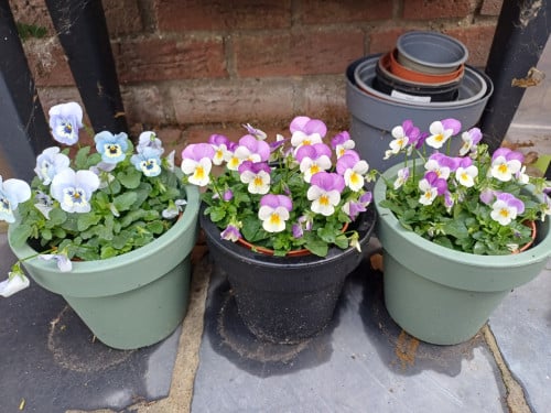 Mooie HERFST/WINTER VIOLEN + BLOEMPOT voor een LEUK BEDRAG