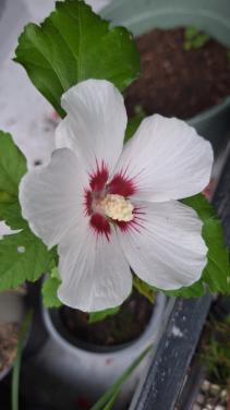 Hibiscus