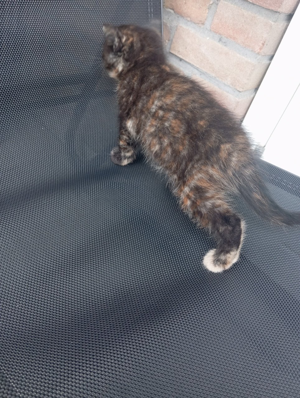 Kittens