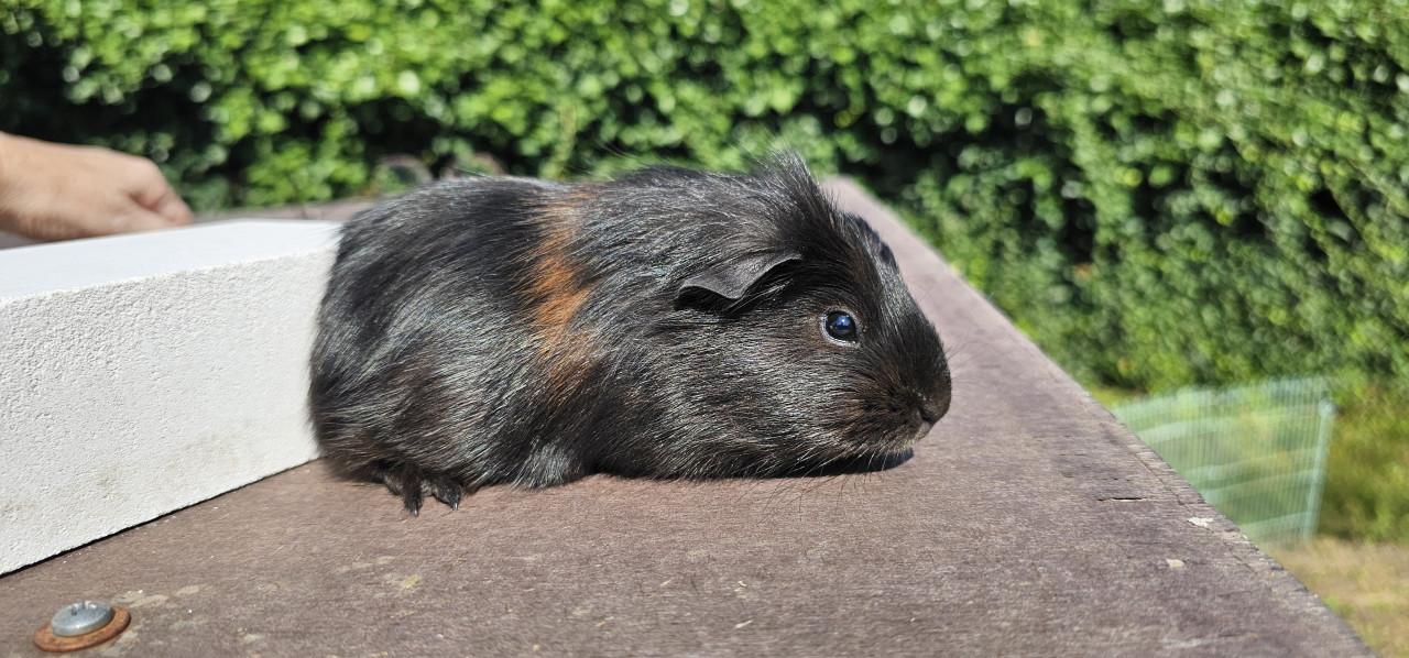 Zeugje (5 weken) zoekt huisje