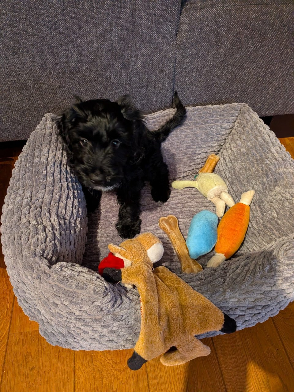 Kruising Labradoodle met Tibetaanse Terriër pup