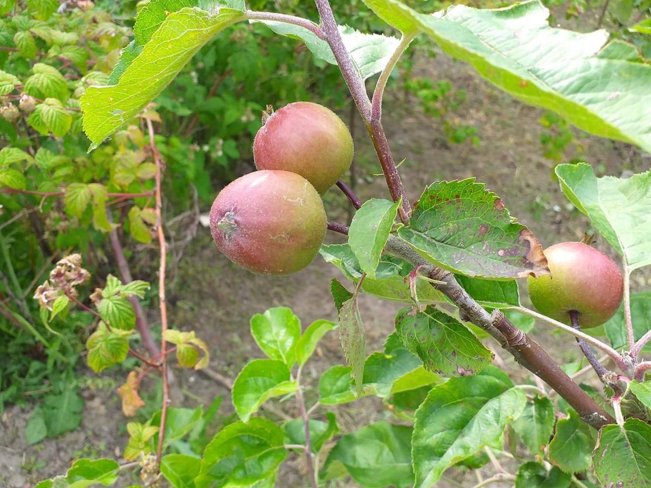 10 appel en/of perenbomen | Actie voor vergroening