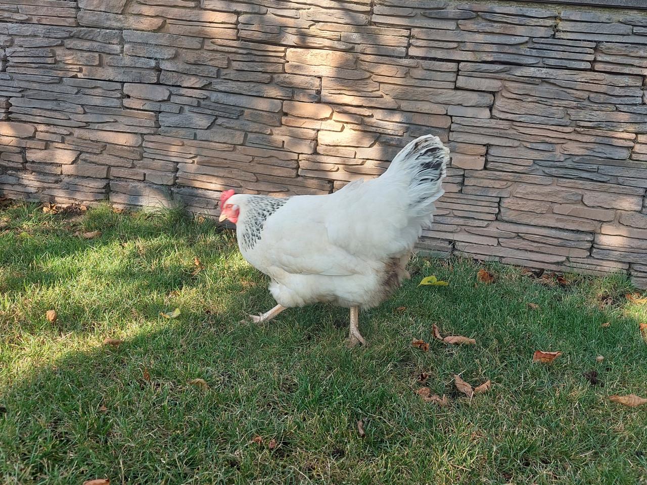 Sussex hen legkip