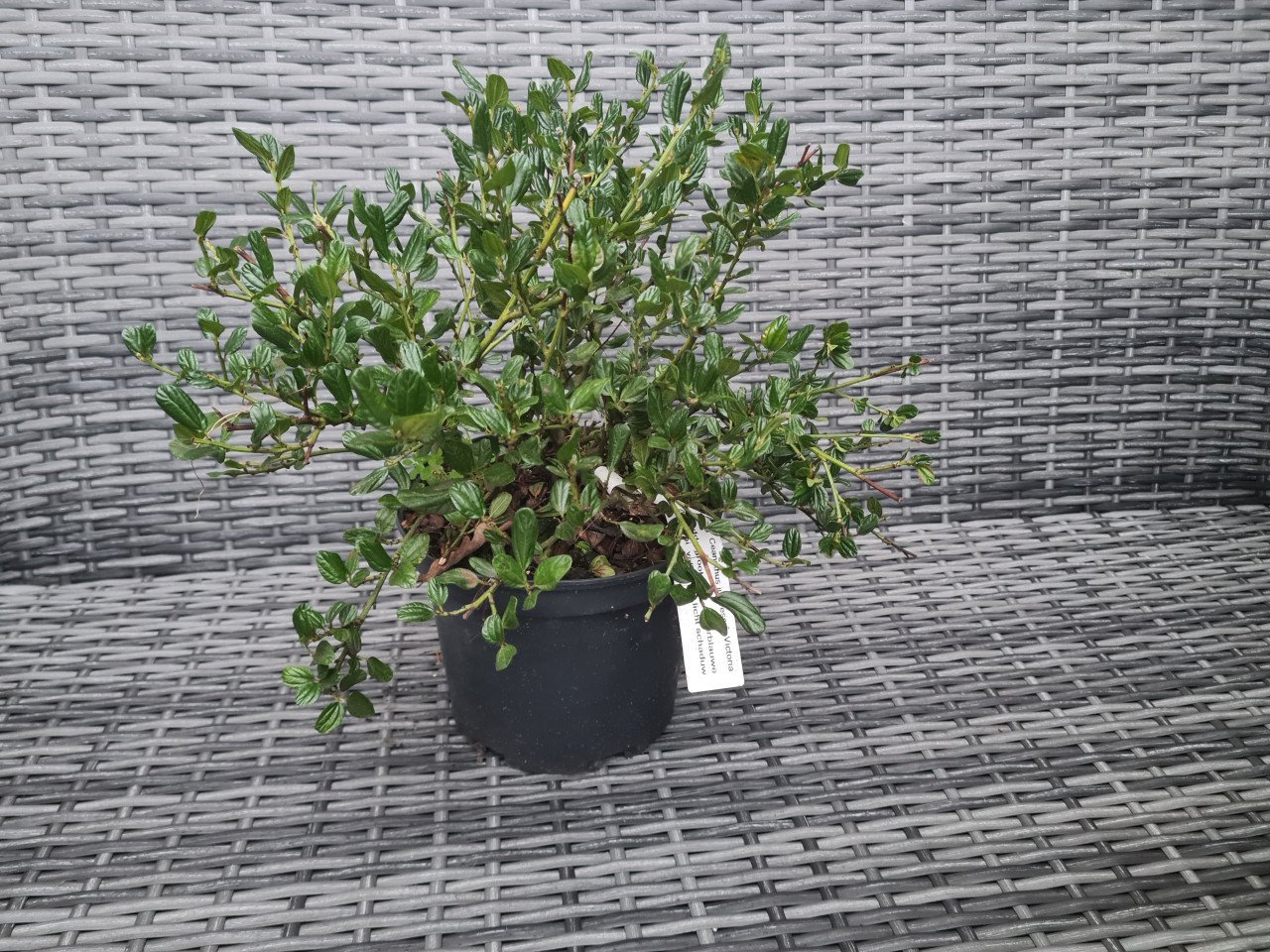 Ceanothus Impressus Victoria