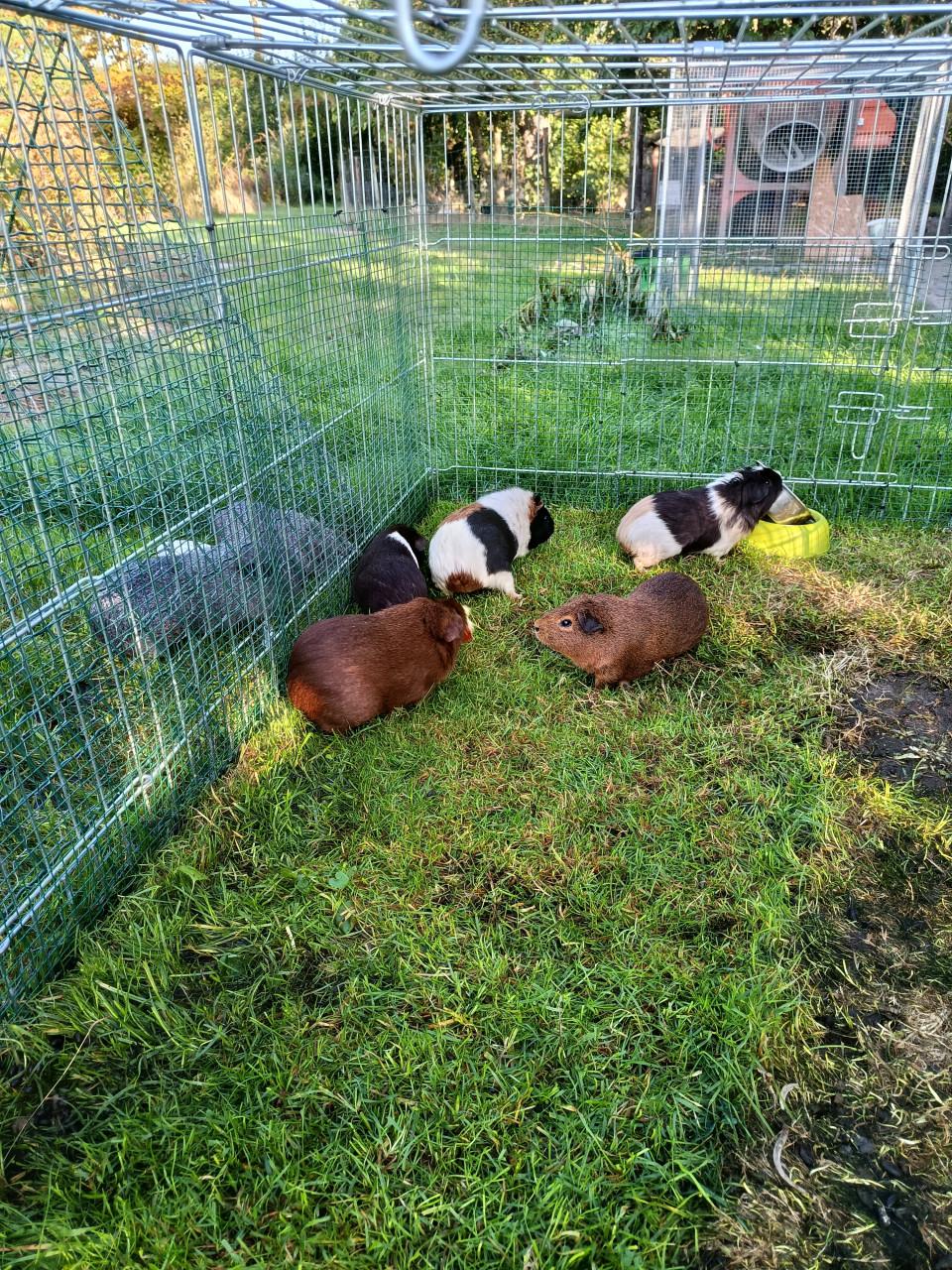 Cavia's te koop 5 zeugjes 2 beertjes