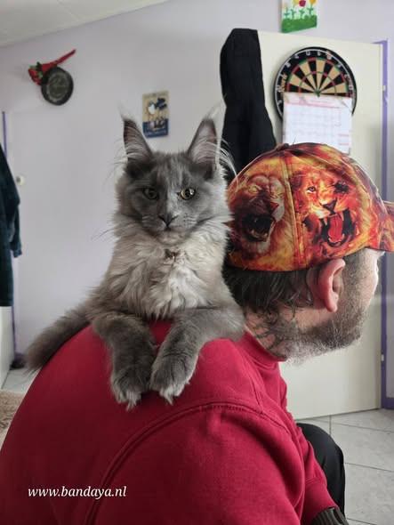 Maine coon dekkater volledig getest en kampioen op show