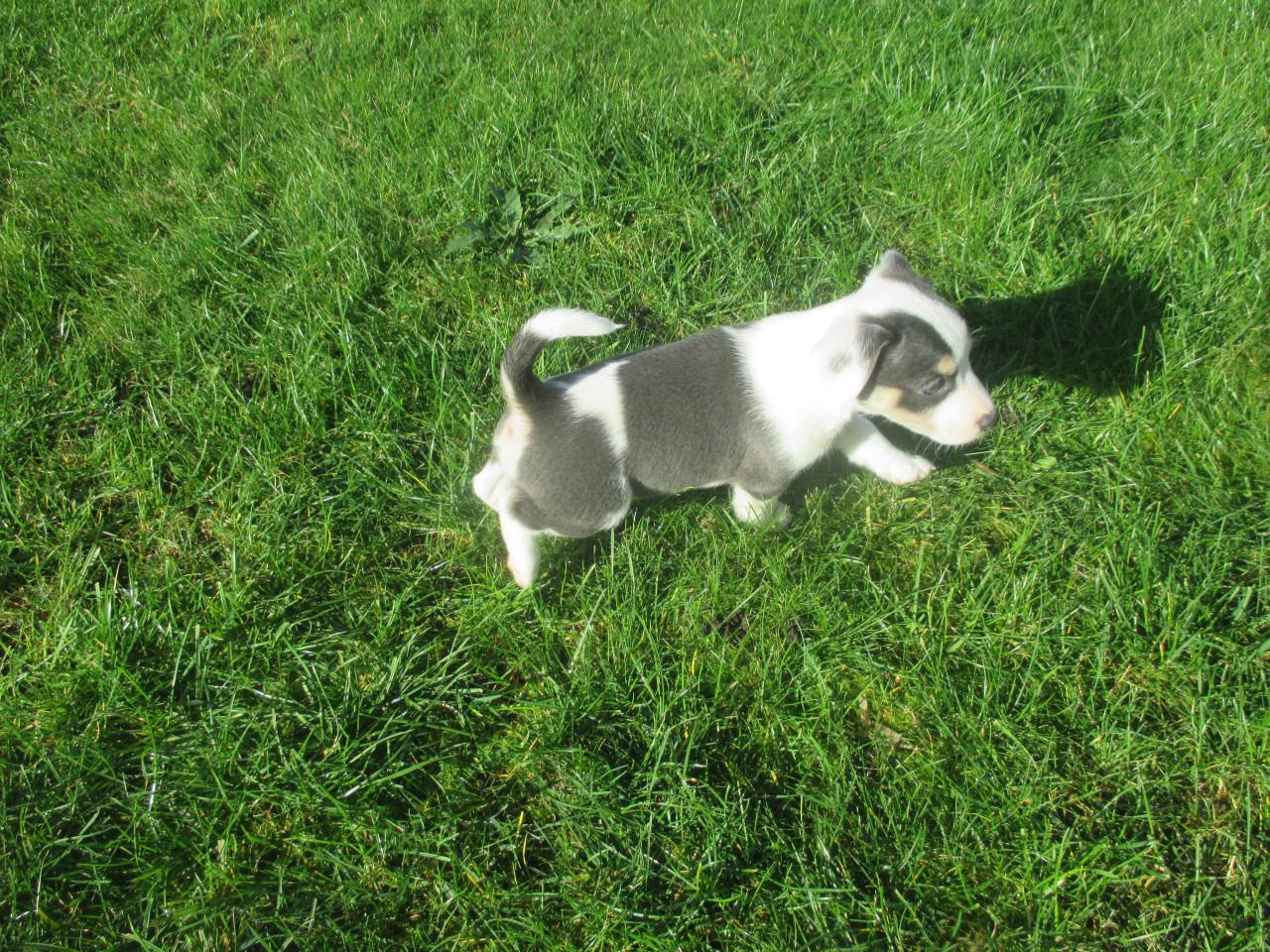 Mooie jack russell pups