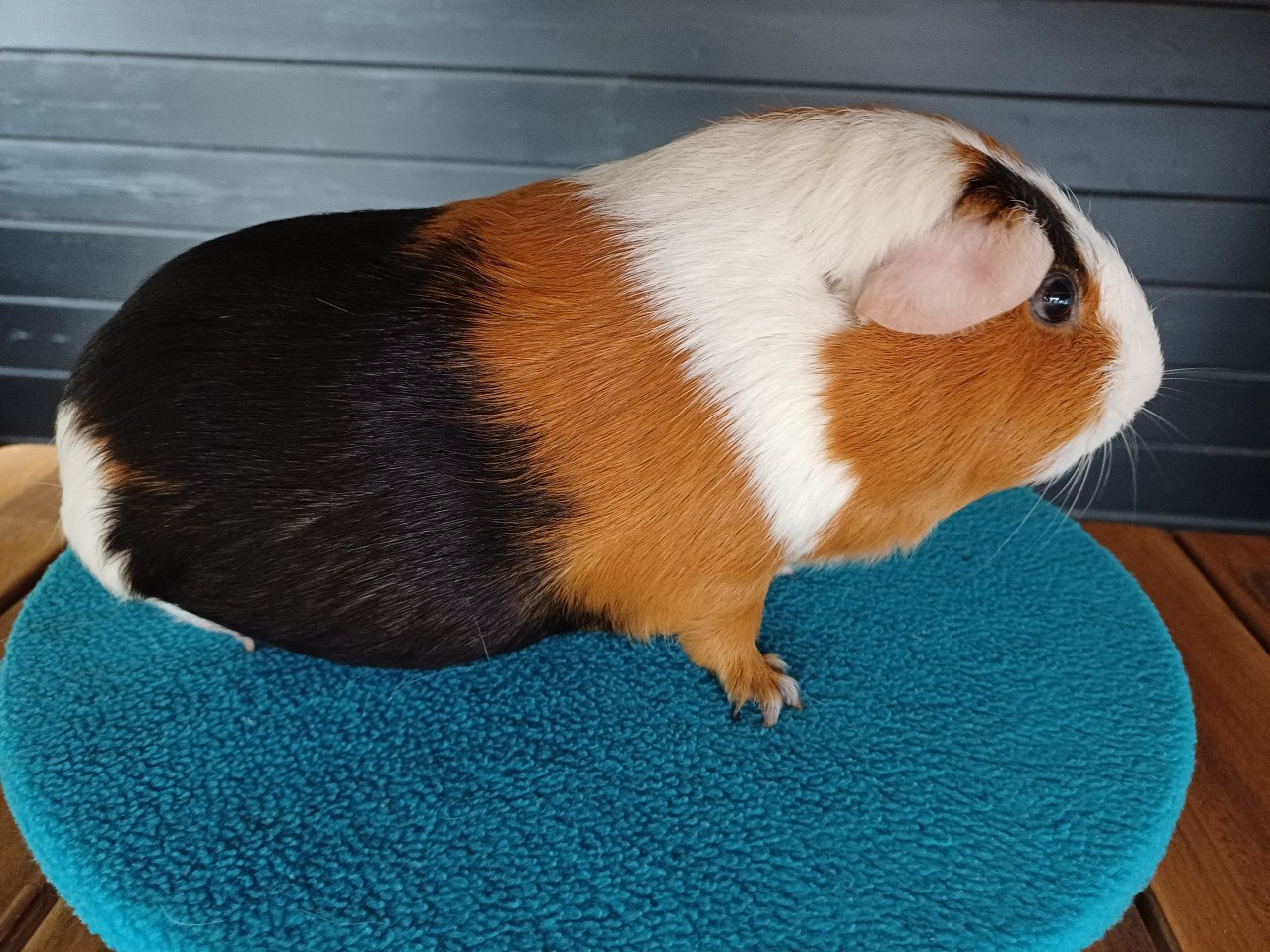 Diverse cavia's aangeboden