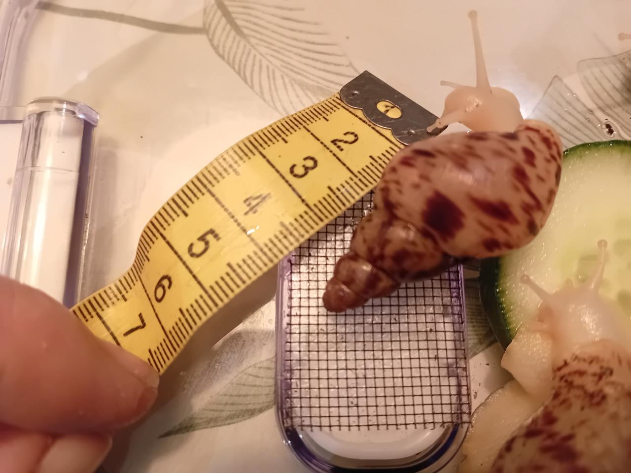 Afrikaanse reuzenslakken (Achatina Reticulata)