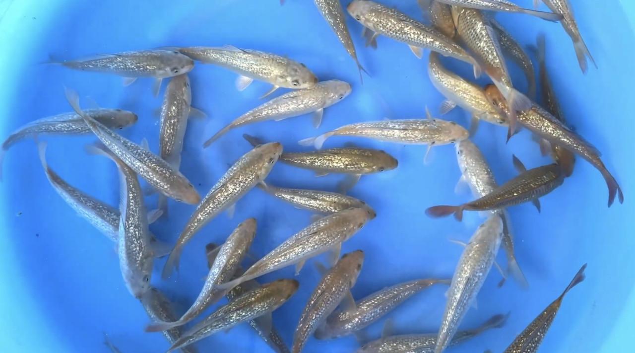 Marusei ginrin chagoi koi