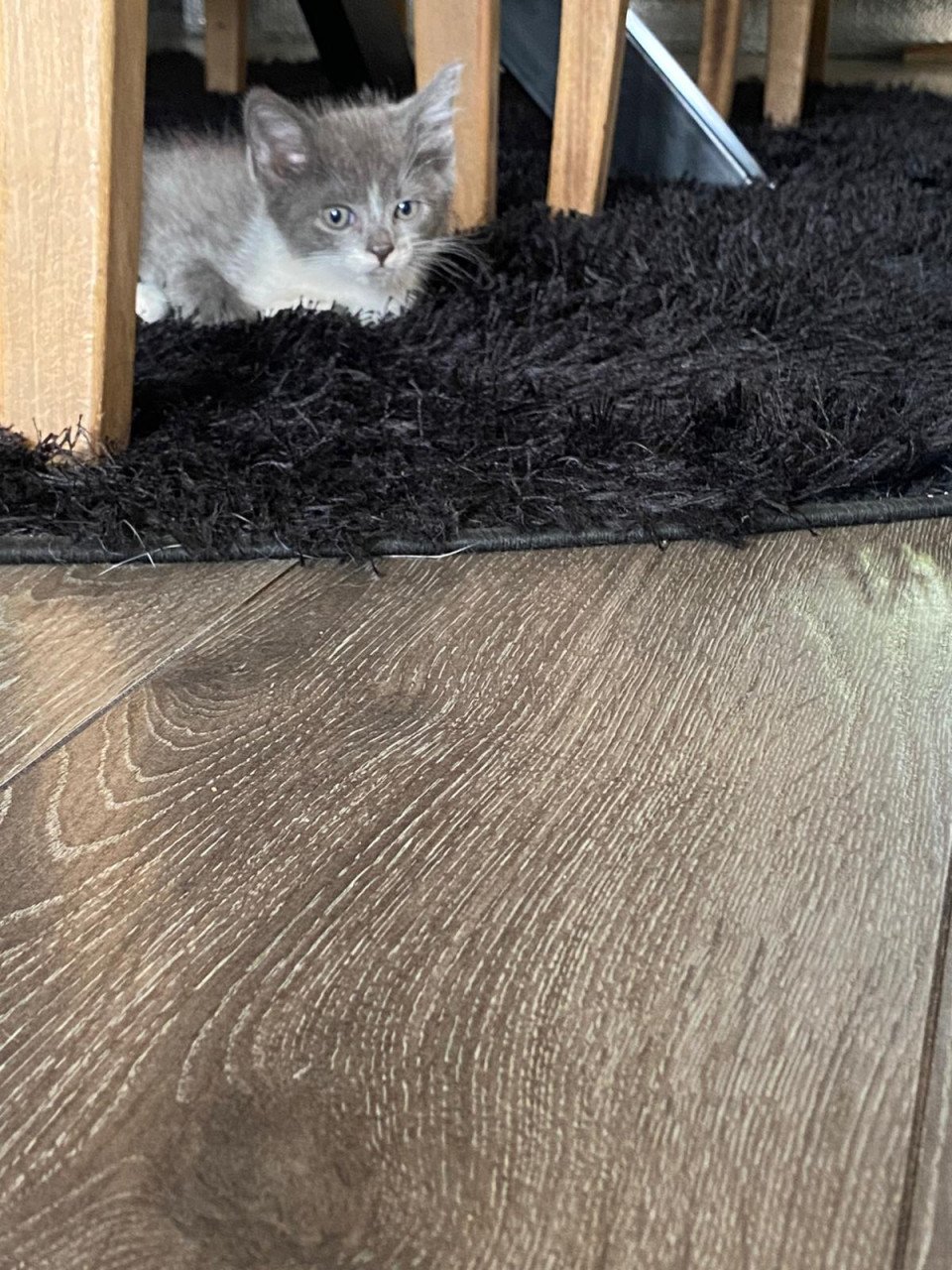 Kittens zoeken een lief tehuis