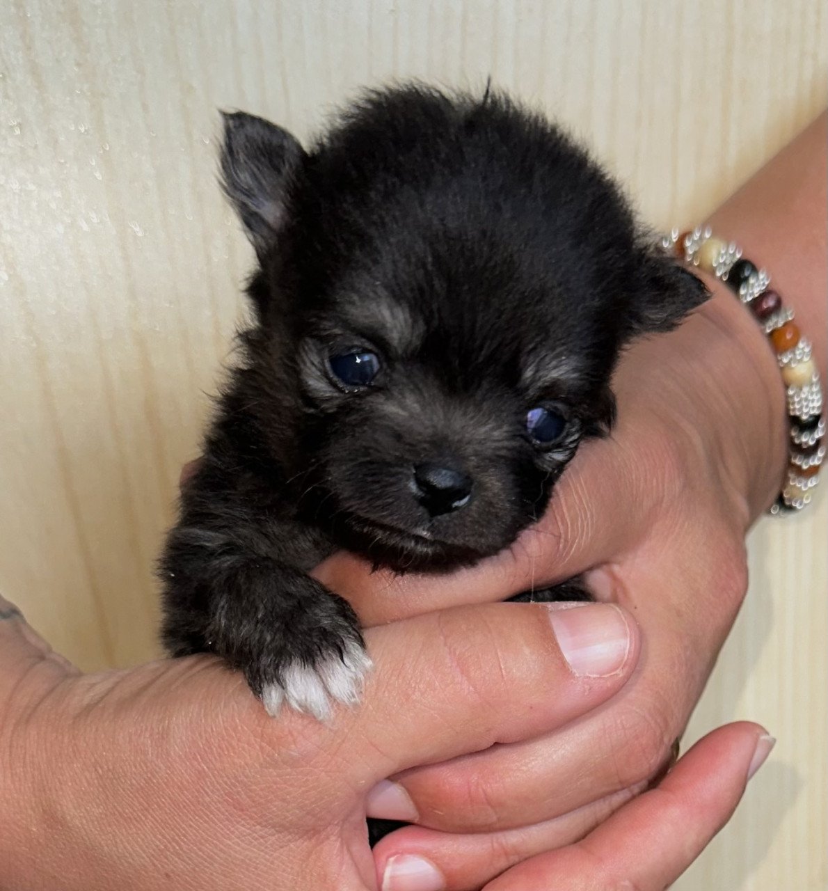 Pomeriaan pups