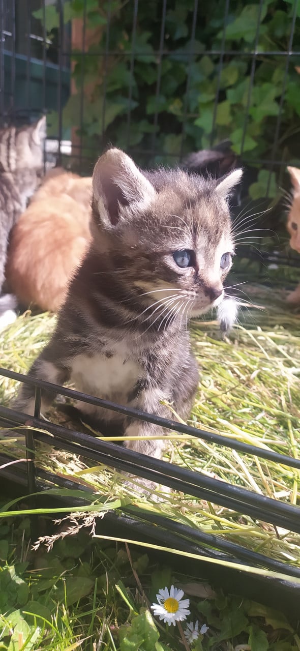 Schattige kittens