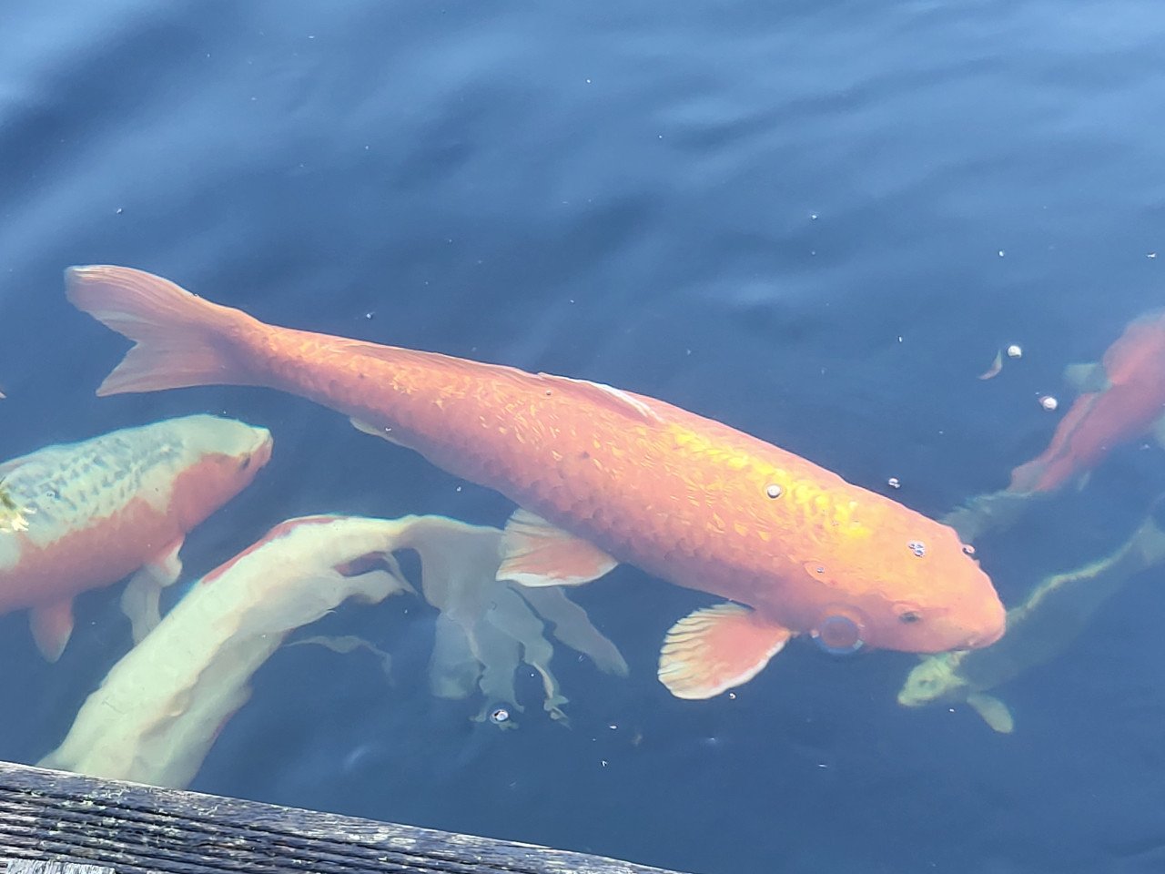 Koi's
