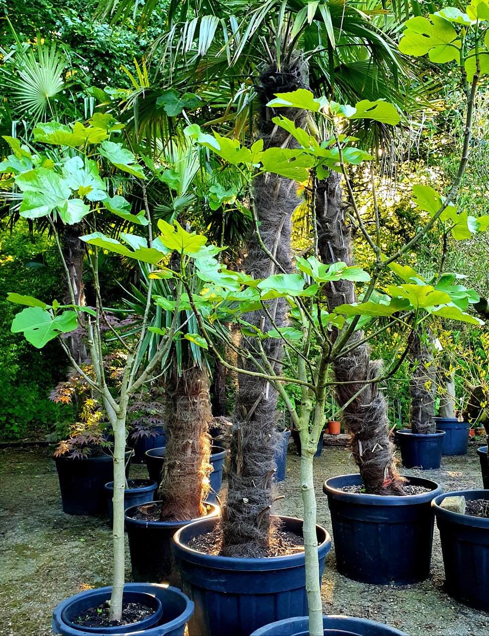 Vijgenbomen