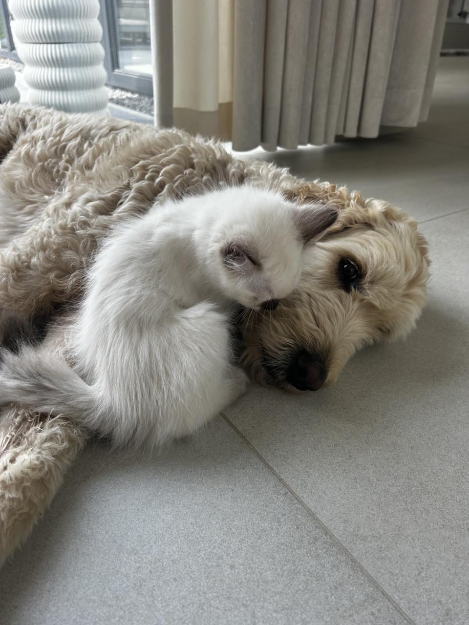 Twee prachtige Ragdoll kittens beschikbaar
