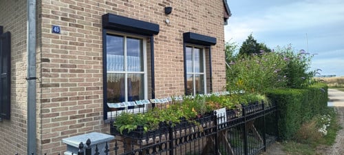 Vaste planten en bijenplanten: uitzoeken voor slechts €1,25 p /st  !