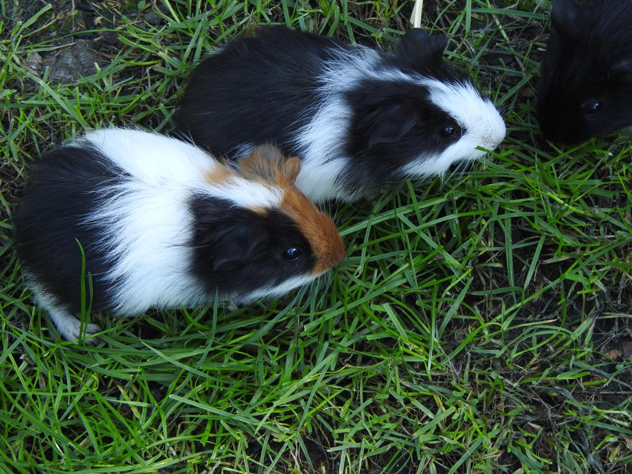 Cavia Zeug