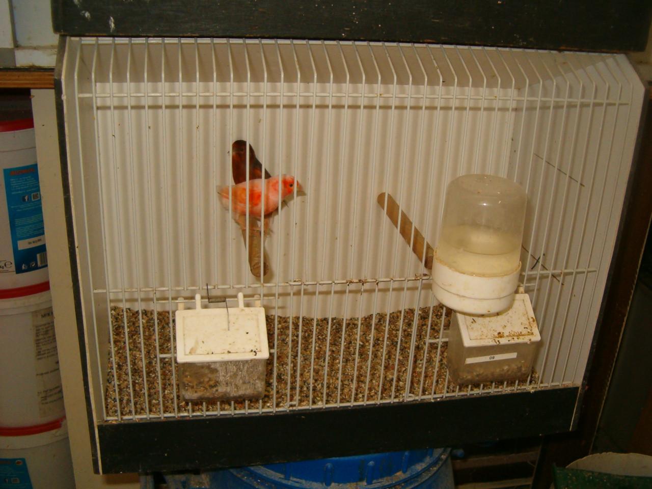 4 bichenows 7Gouldamadines koppels Potugese Harlekijn