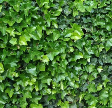 Klimop: Hedera Hibernica in alle maten