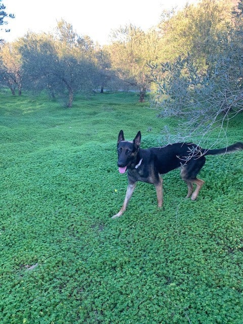 Alora Dog Rescue: Leo wacht al zo lang