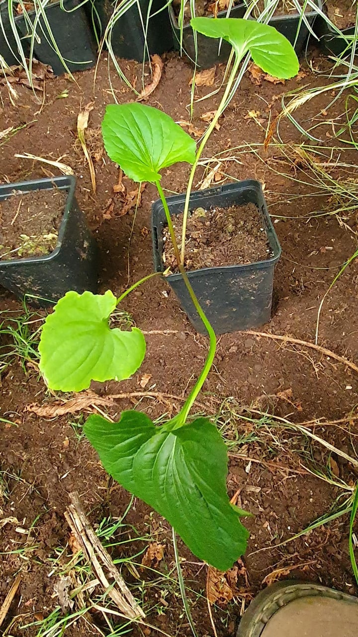 Diverse siergrassen en planten