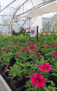 Tuinplanten OUDELANDE