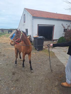 Te koop 3 jarige Appaloosa merrie VERKOCHT  !!