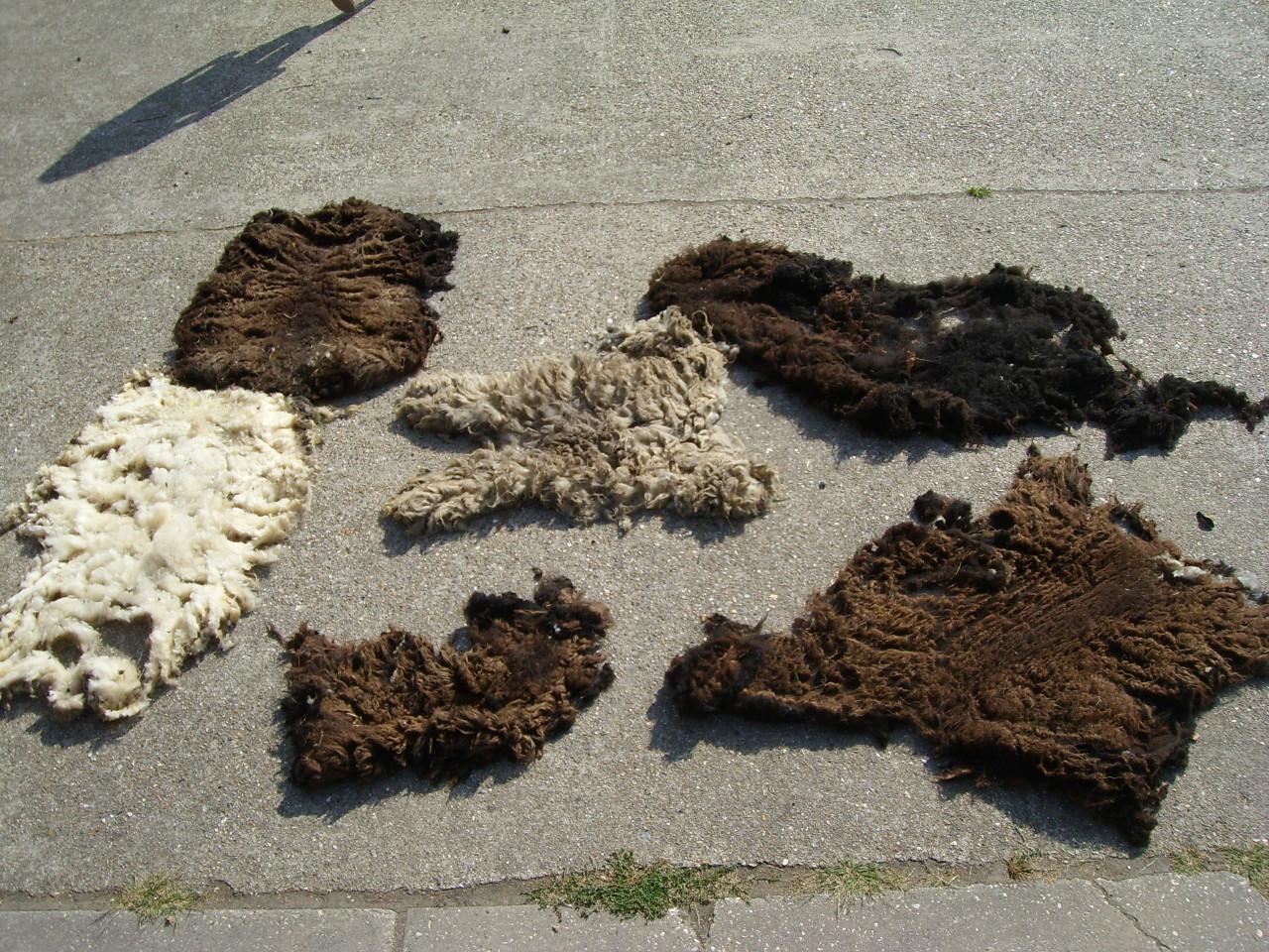 Schapenwol