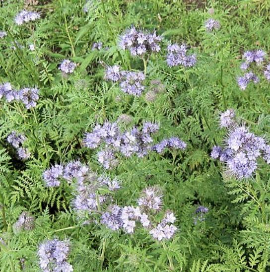 Zaden Bijenbrood - Phacelia BIO