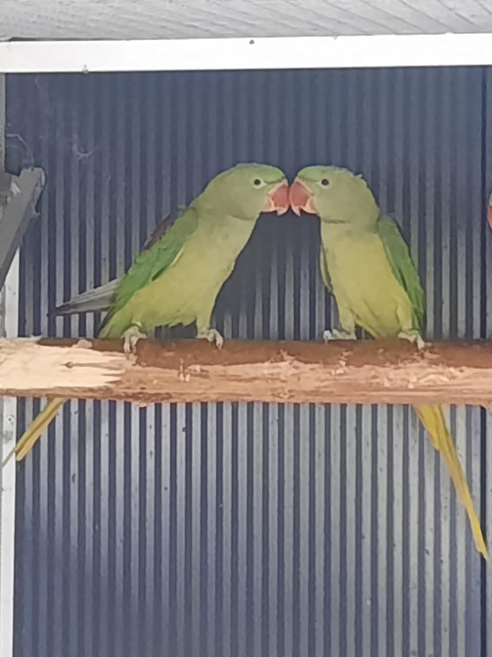 Allerlei vogels..............