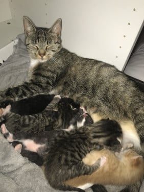 Kittens zoeken gouden mandje ❤️