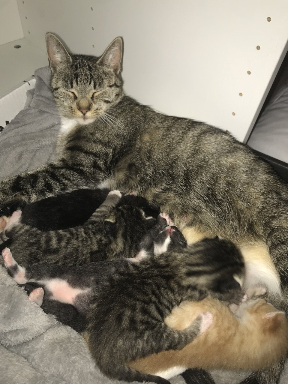 Kittens zoeken gouden mandje ❤️