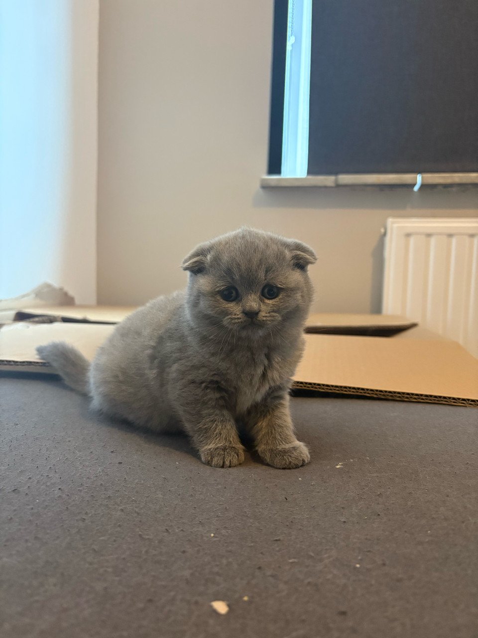 Britse Korthaar Kittens