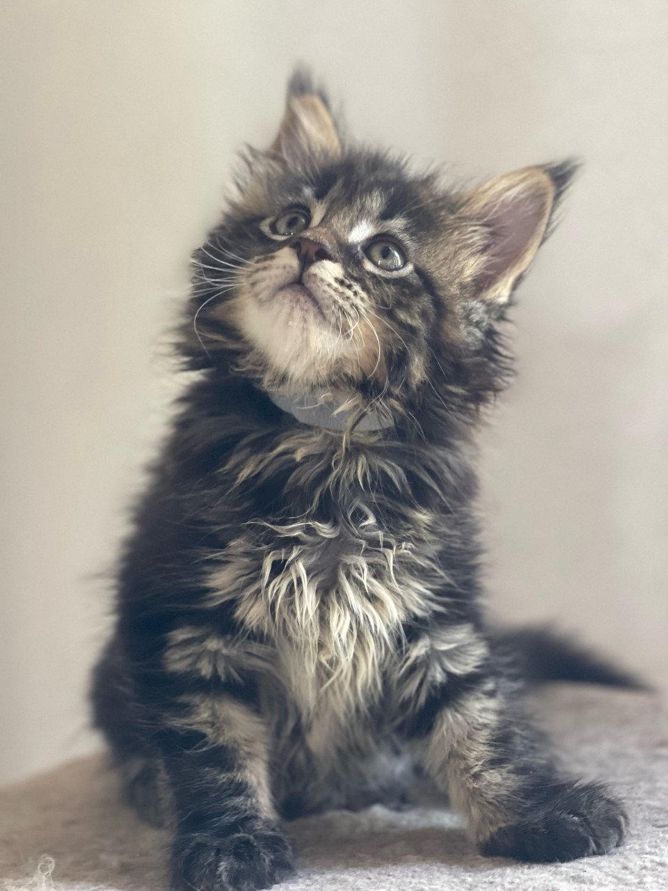 Maine Coon xxl kittens