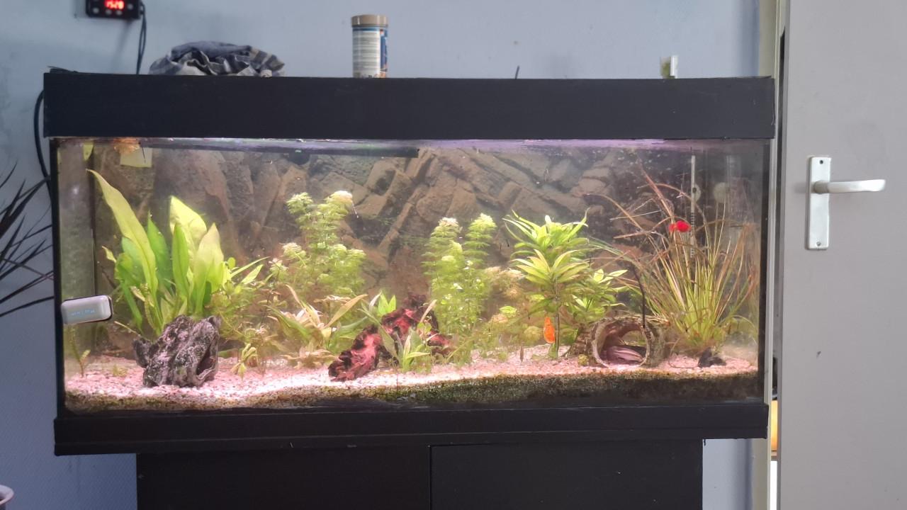 Aqarium