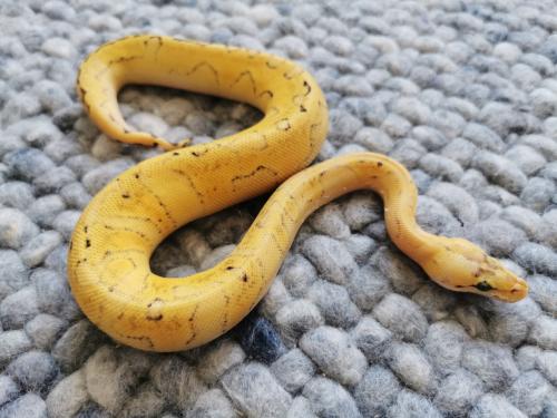 Champagne Super Enchi Pastel Koningspython vrouwtje