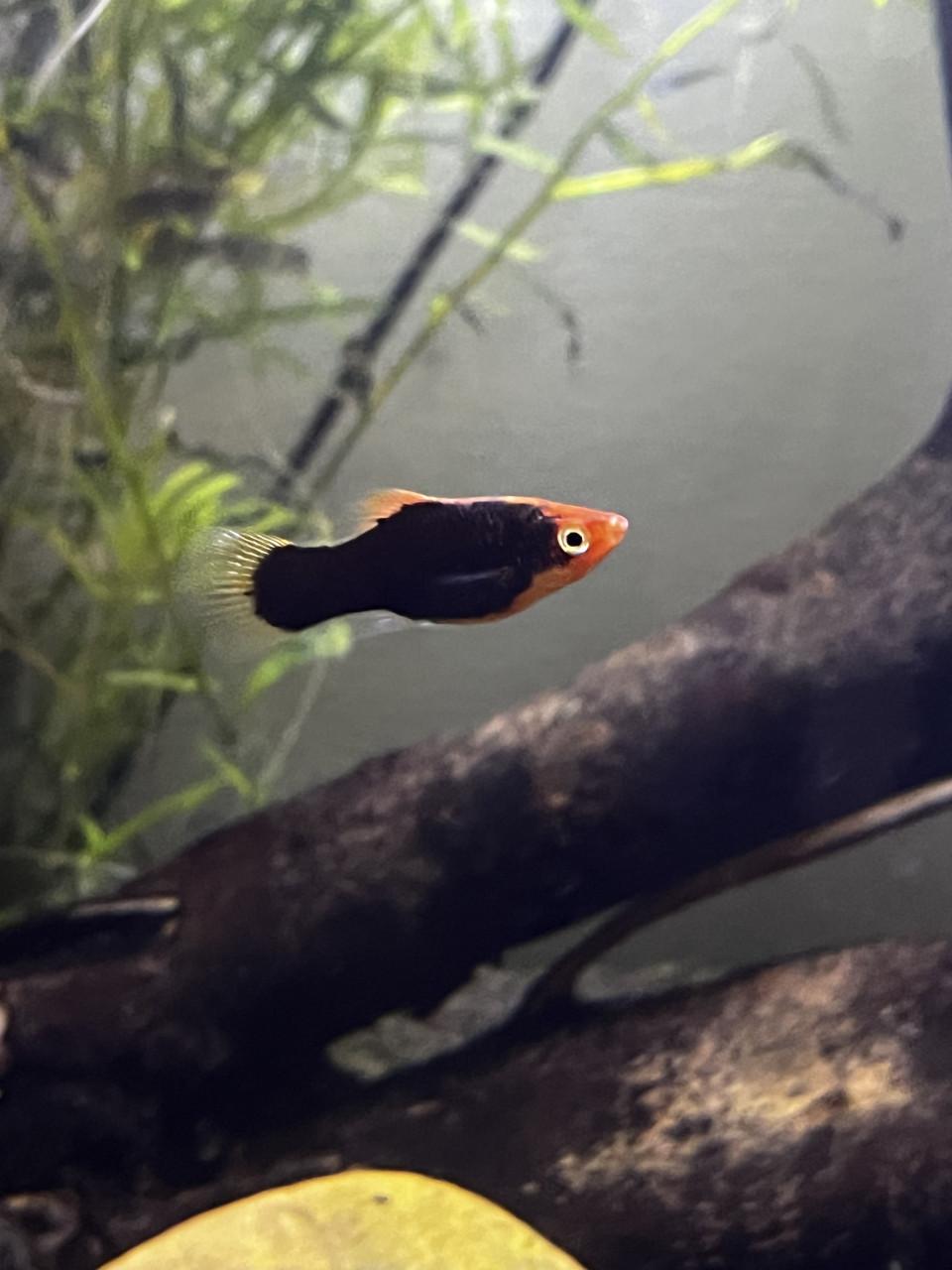 Platys