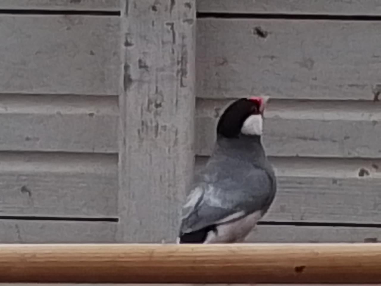 Koppel witte rijstvogels en wildkleur pop