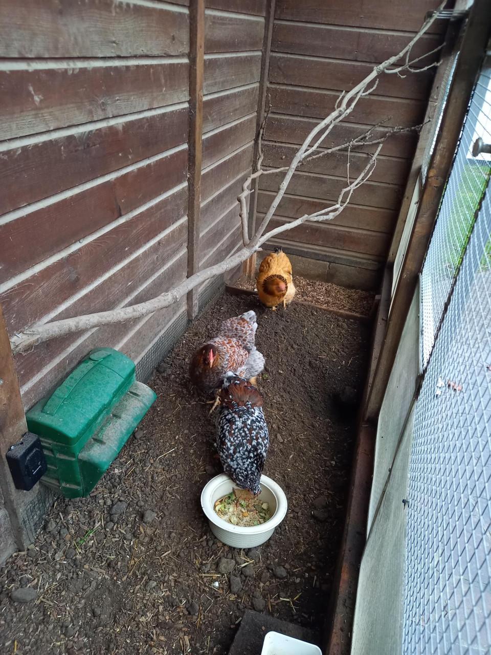 3 krielkipppen te koop