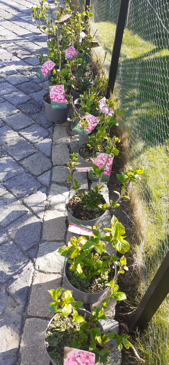 Prachtige hortensia's GERESERVEERD