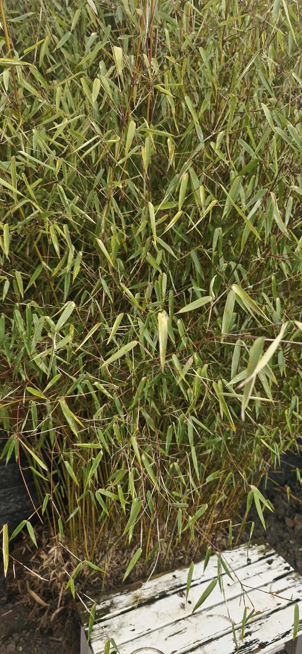 Mooie Bamboe .. 2 meter hoog