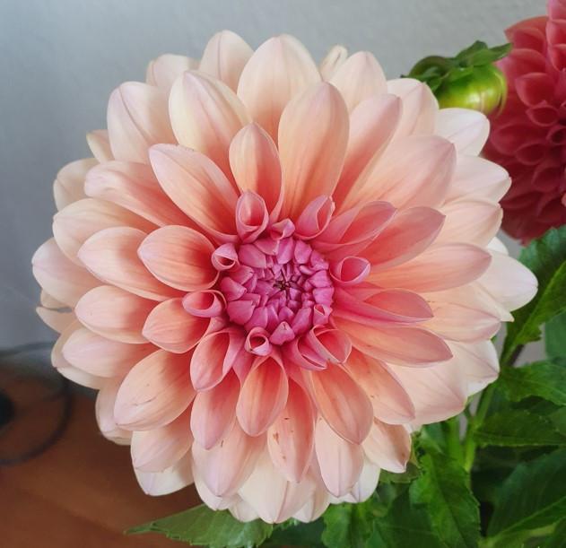 DAHLIAKNOLLEN te koop