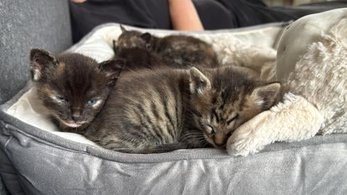 2 kittens te reserveren