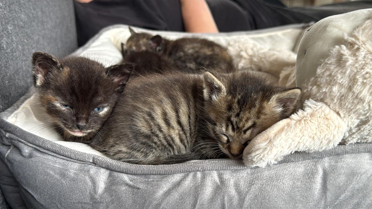 2 kittens te reserveren